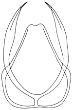 misculus
